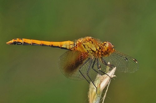 Male, immature
2011_07_11_CO